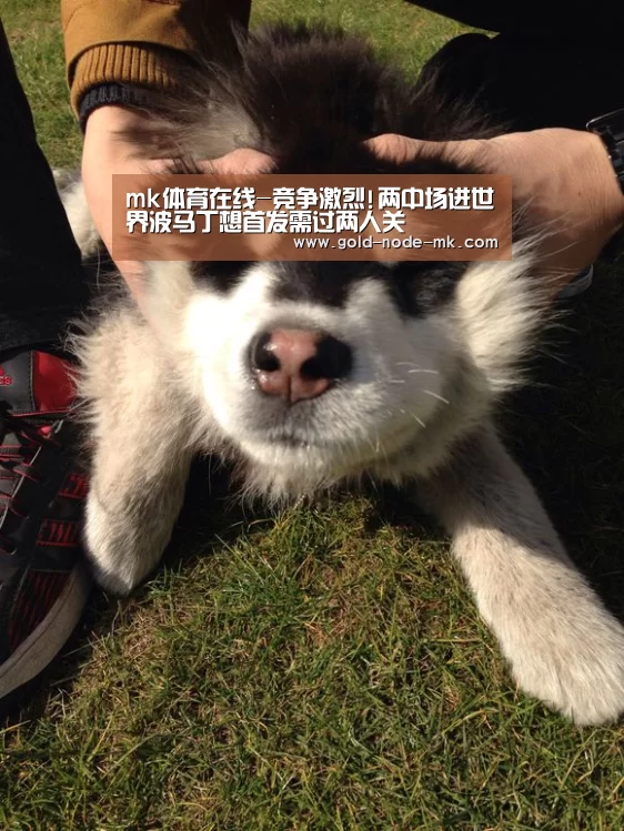mk体育app